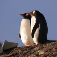 Українські полярники поділились знімками закоханих пінгвінів