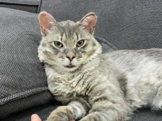 Зоозахисники показали нові фото обгорілого котика Фенікса з Київщини