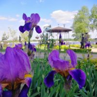 Маки, люпин і ромашки: у Києві розповіли, скільки рослин висадили за три роки