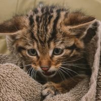 На Одещині врятували дитинчат унікального лісового кота