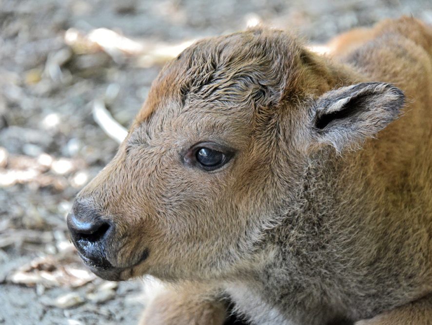 Варта і Вікінг: у київському зоопарку народилися двоє дитинчат бізона