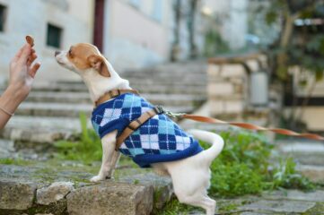 Історія виникнення готових кормів для тварин